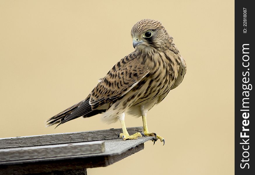 Beautiful, young common kestrel bird