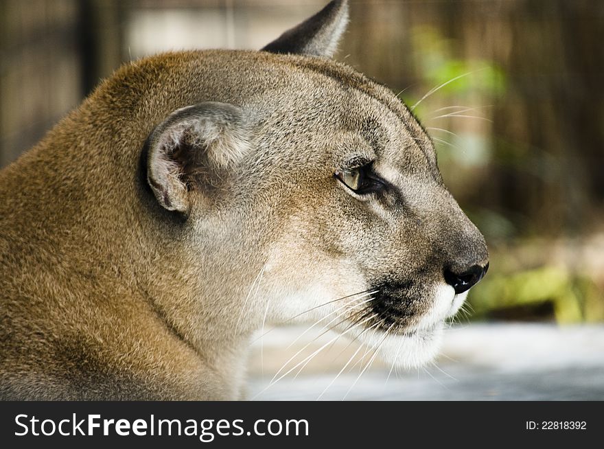 Cougar head in South Florida, America