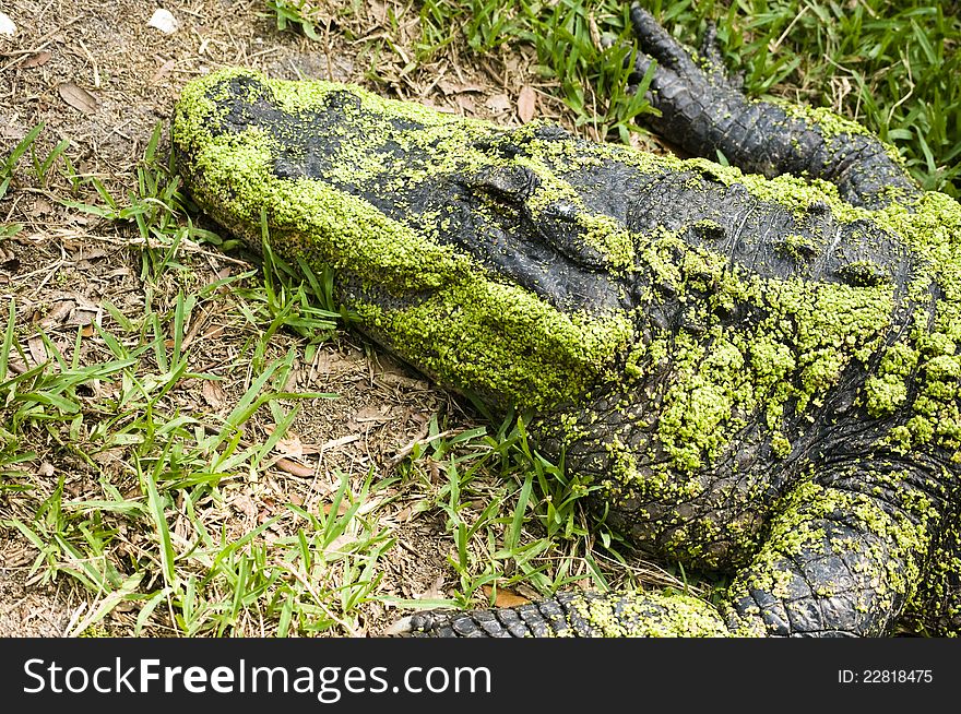 Big alligator relaxing at the sun in South Florida, America