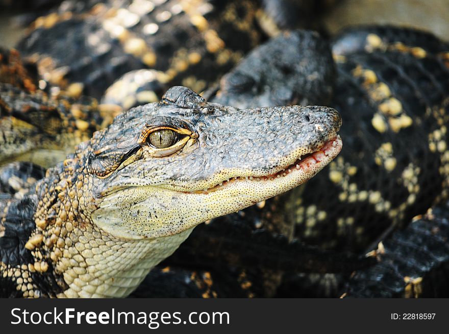 Head of an alligator in South Florida, America