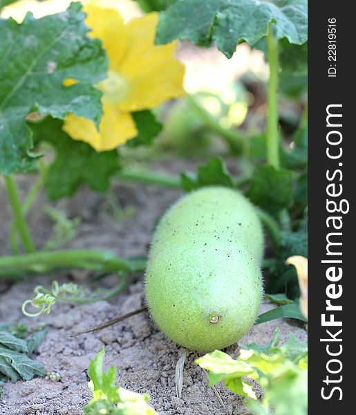 Ash Gourd in vegetable garden