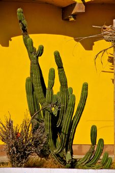 Cactus Royalty Free Stock Photography Cactus Royalty Free Stock Photography