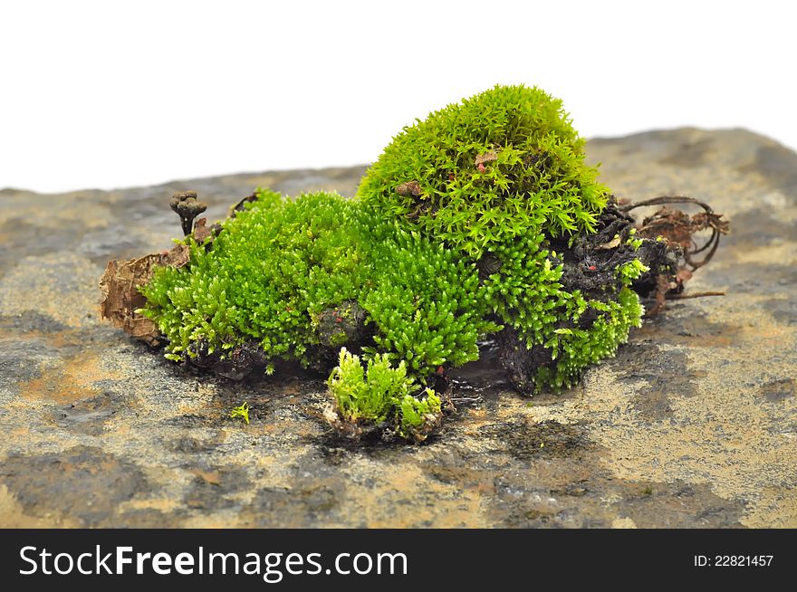 Green Moss on Stone Close-Up