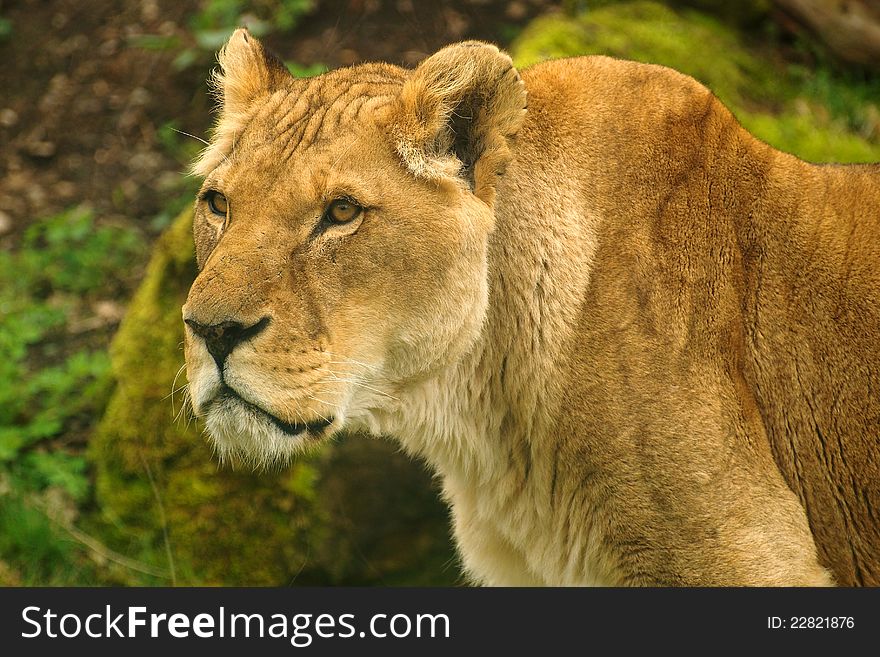 Portrait of a lioness Panthera leo somaliensis