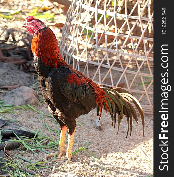 Black red rooster in the countryside. Black red rooster in the countryside