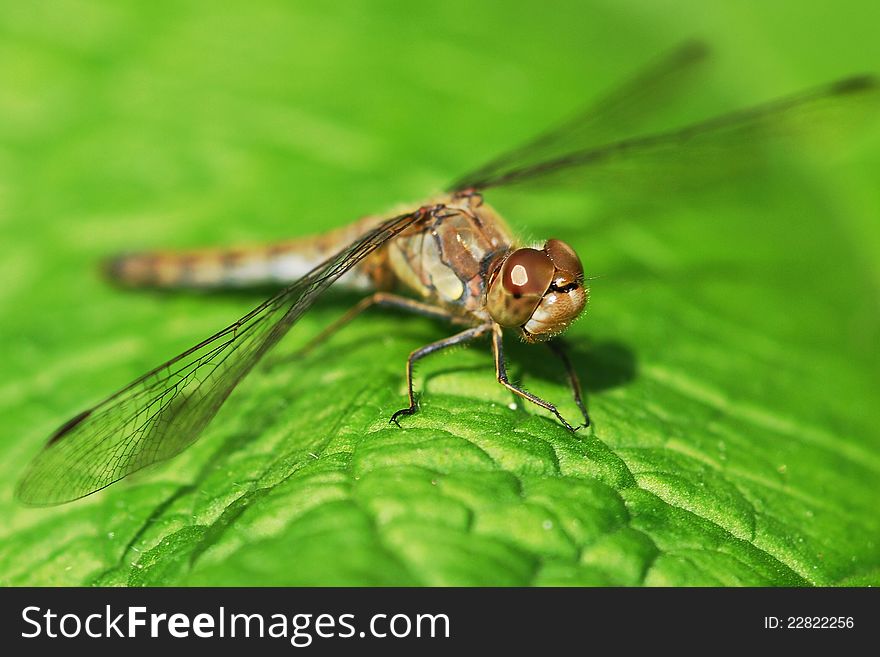 Portrait of a dragonfly sitting on a green leaf. Portrait of a dragonfly sitting on a green leaf