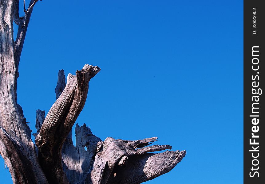 Detail of old dead tree and blue sky. Detail of old dead tree and blue sky
