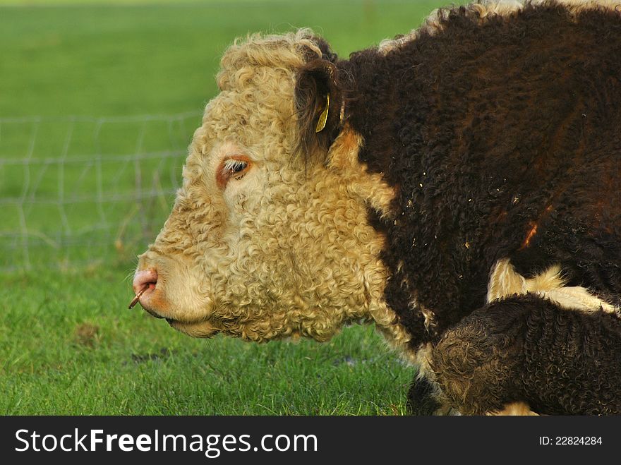 A Hereford Bull with a nose ring.