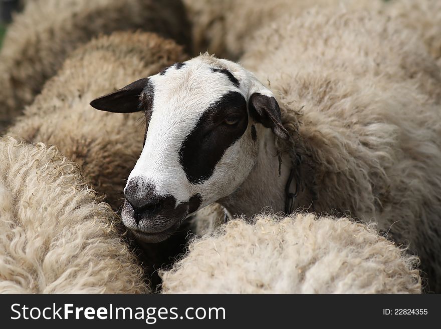 Head of sheep that come out of herd at farm