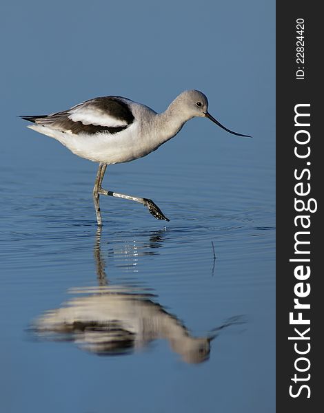 American Avocet foraging in blue water.