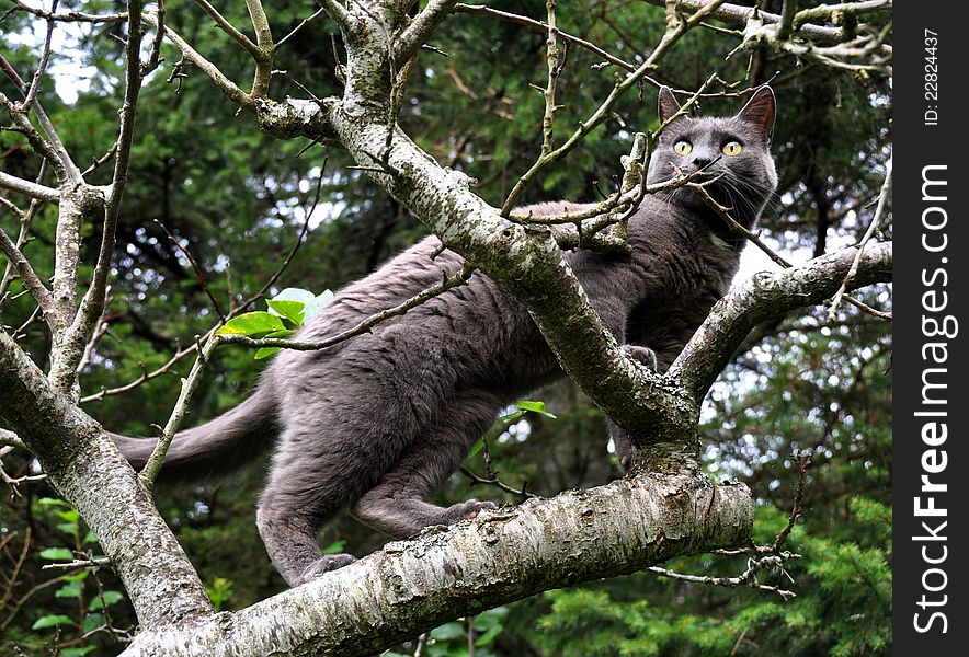 Russian blue cat climbing an apple tree. Russian blue cat climbing an apple tree