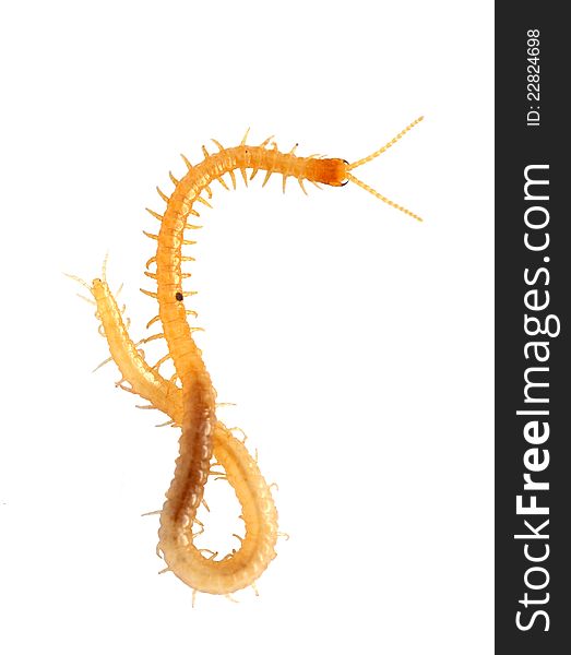 A yellow scolopendra on a white background