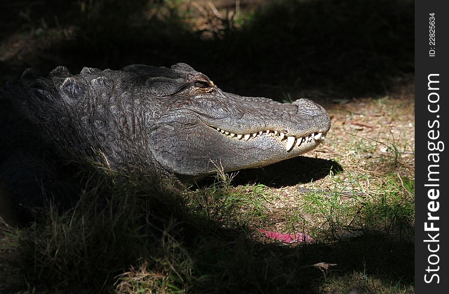 Close Up Alligator Head In Sunlight With Teeth Showing