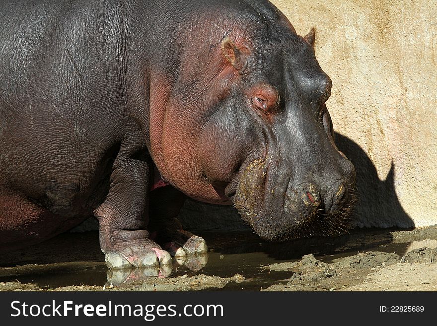 Hippo Standing In Puddle With Tan Background. Hippo Standing In Puddle With Tan Background