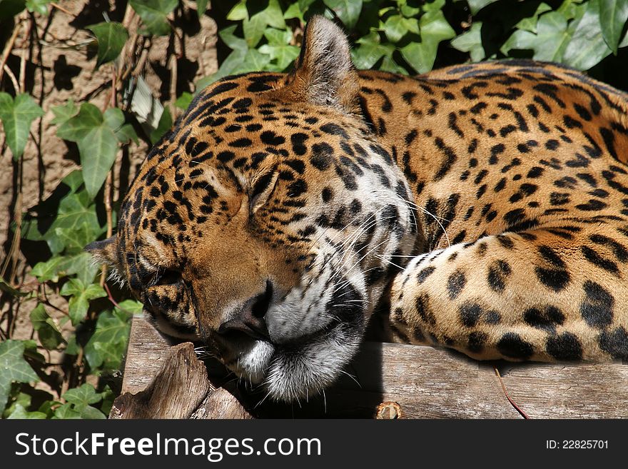 Spotted South American Jaguar Sleeping In Sun With Leafy Background