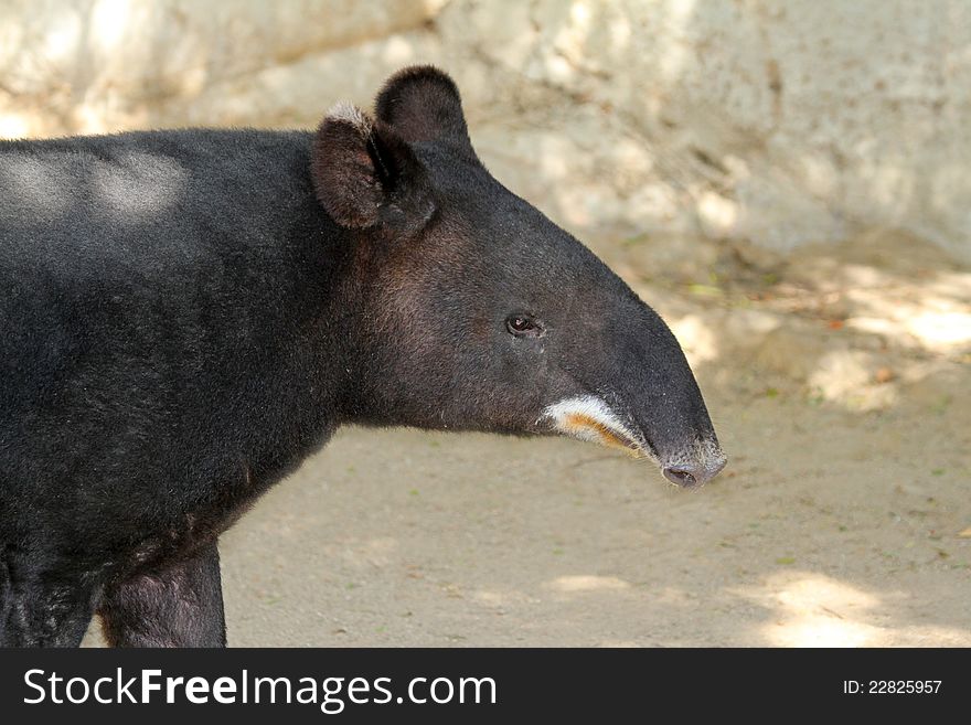 South American Tapir Profile Portrait With Tan Background