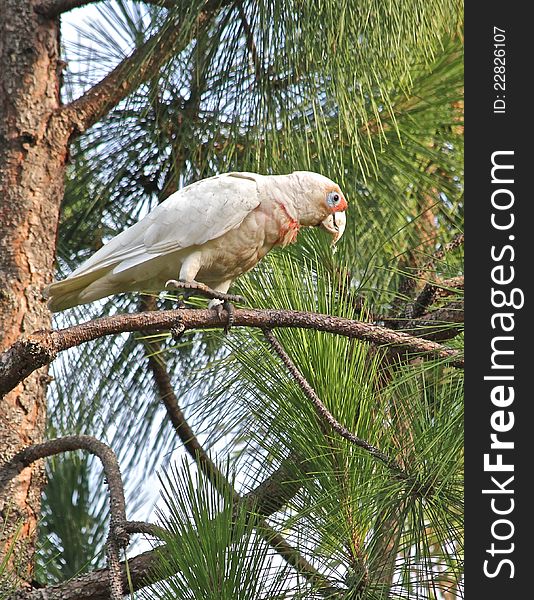 Corella On Pine Tree