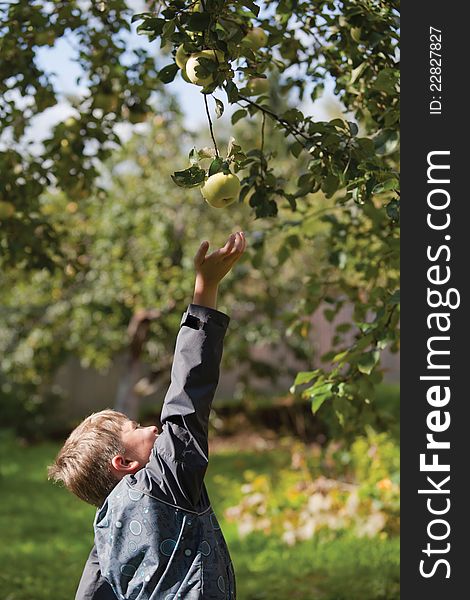 A boy trying to reach an apple from the tree while gathering apples in the garden. A boy trying to reach an apple from the tree while gathering apples in the garden