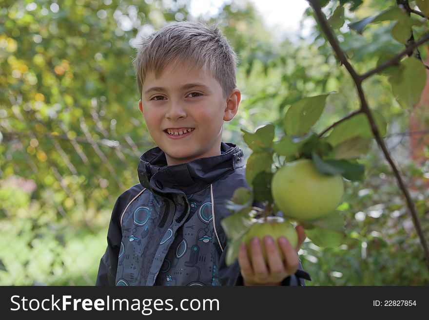 Smiling boy gathering apples in the garden