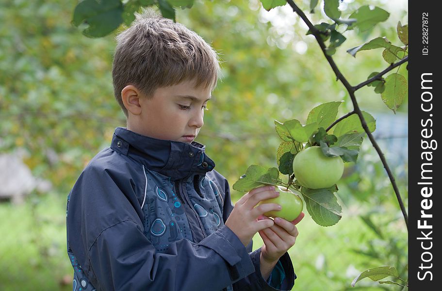 A boy is checking an apple prior to gather it during harvest gathering in the garden. A boy is checking an apple prior to gather it during harvest gathering in the garden