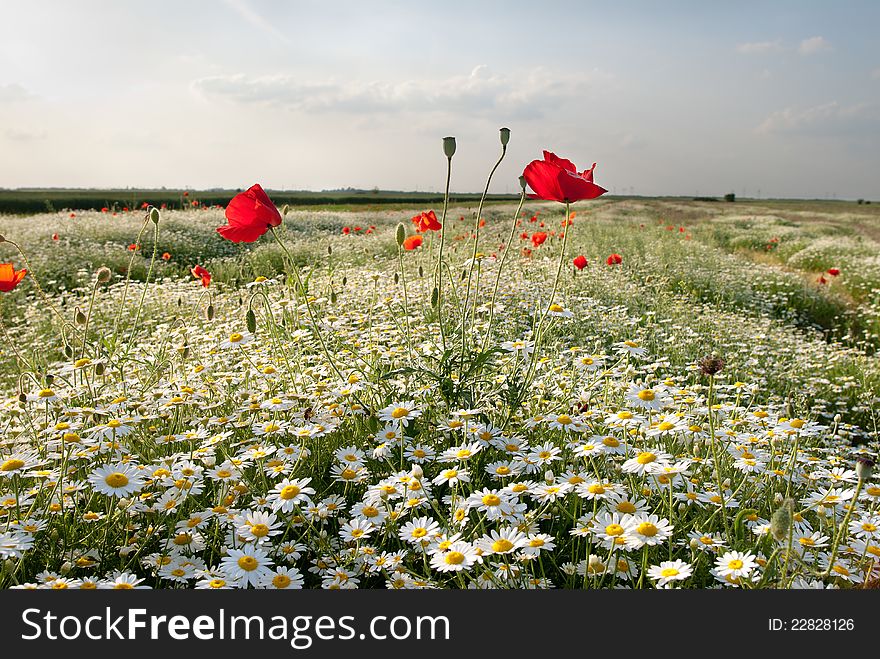 Red poppy and white camomile flowers