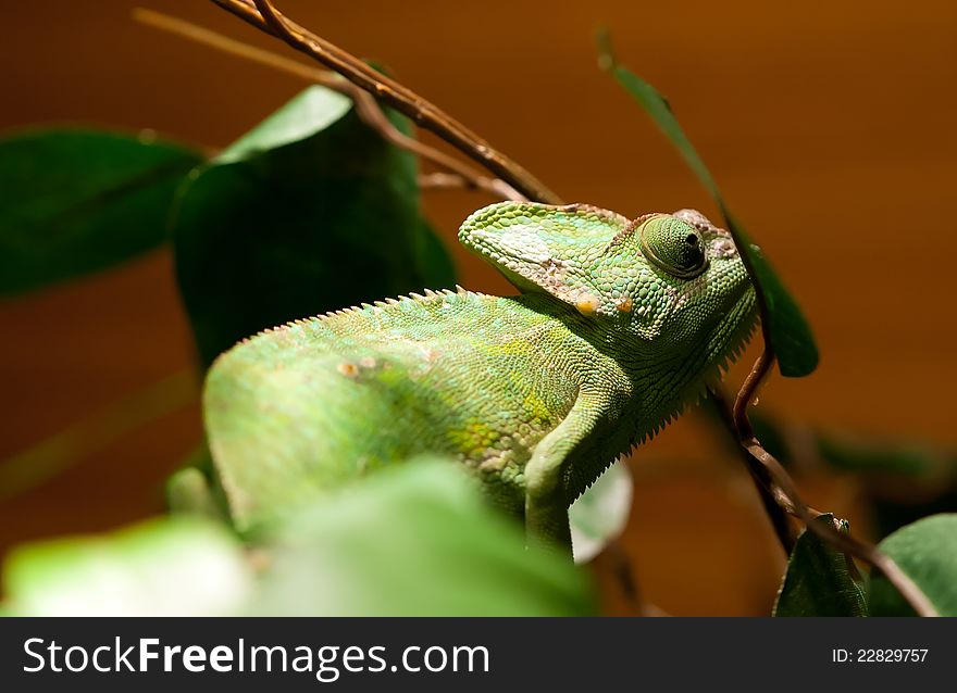 Green lizard iguana on a tree branch.