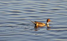 Swimming Male Pintail Duck, &x28;Anas Acuta&x29; Royalty Free Stock Images Swimming Male Pintail Duck, &x28;Anas Acuta&x29; Royalty Free Stock Images