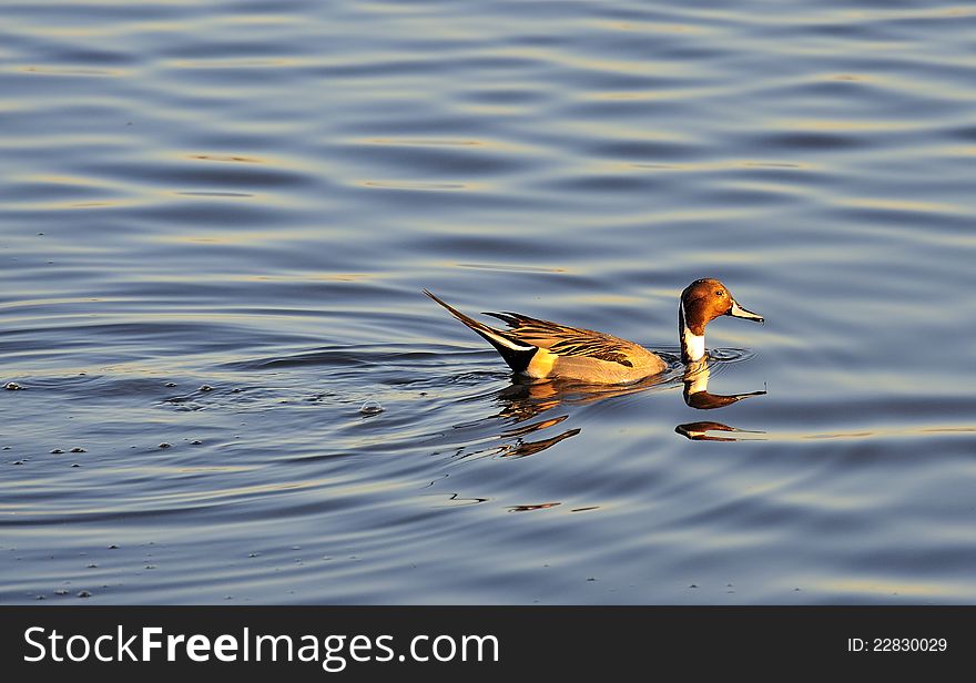 Swimming Male Pintail Duck, &x28;Anas Acuta&x29;