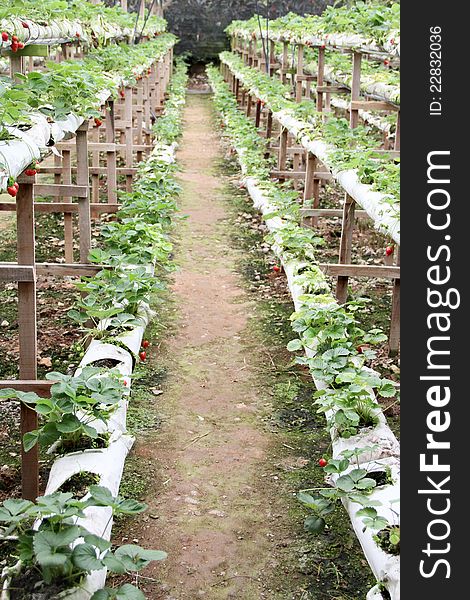 View of strawberry plants in a field ready to harvest. View of strawberry plants in a field ready to harvest