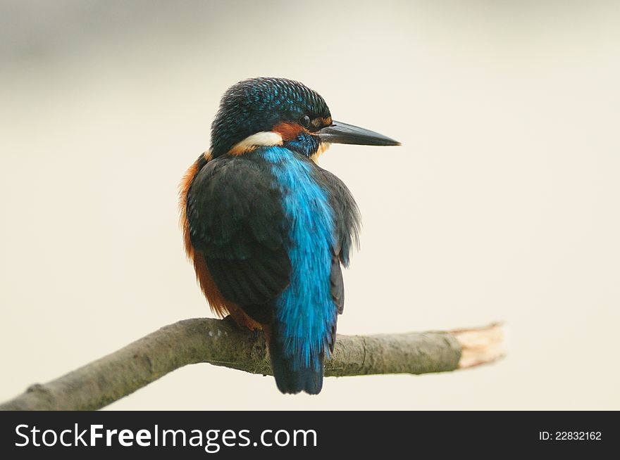 Common Kingfisher &x28;Alcedo Atthis&x29