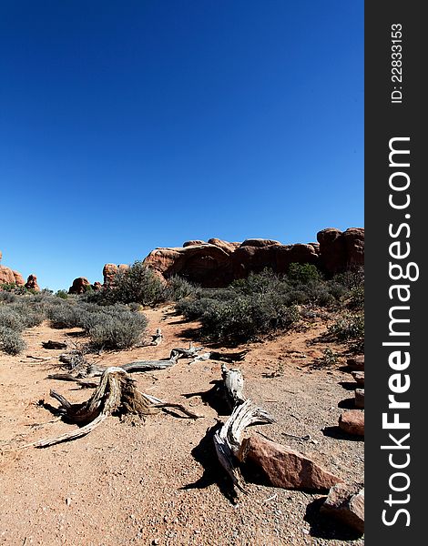 Dried trees with an arch in Arches National Park. Dried trees with an arch in Arches National Park