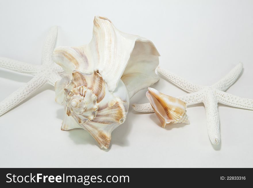 White shell with seastars on white background. White shell with seastars on white background.