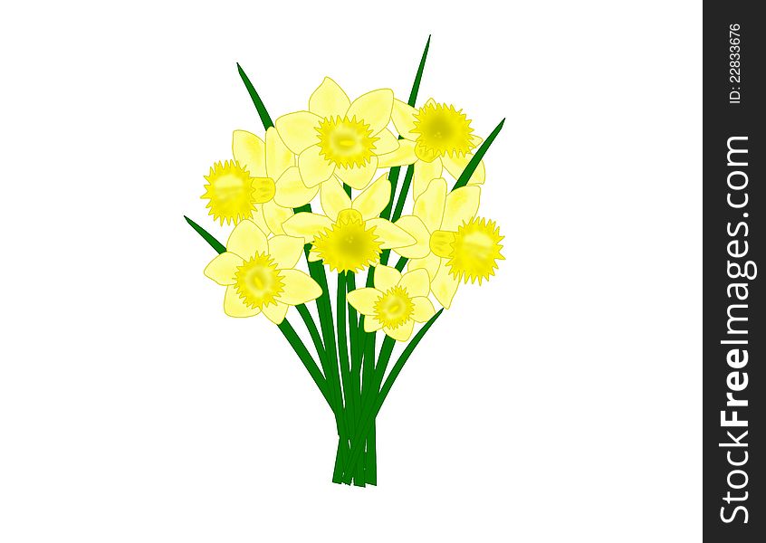 An illustration of a bouquet of daffodil flowers. An illustration of a bouquet of daffodil flowers