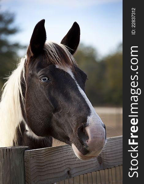 A horse looking for a hand out poses head over the fence showing the blue eye side as the sun sets in a field near Ginnie Springs in Florida in January 2012. A horse looking for a hand out poses head over the fence showing the blue eye side as the sun sets in a field near Ginnie Springs in Florida in January 2012.