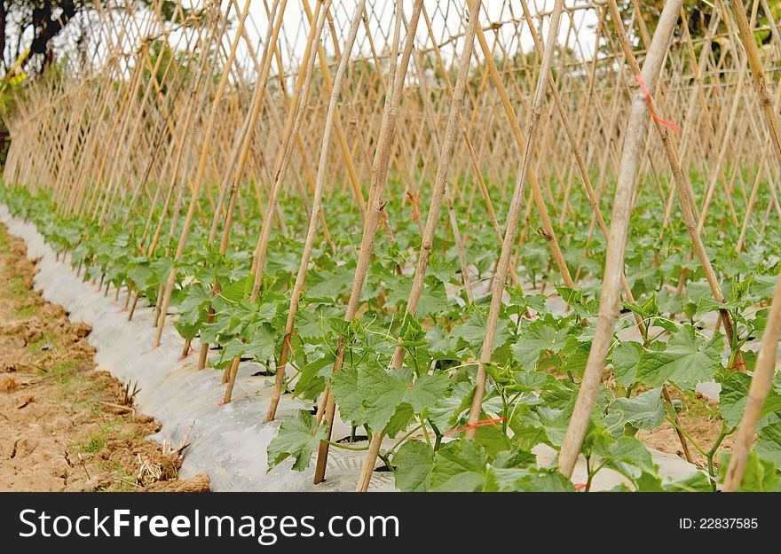 Vegetable garden, the economy is in crutches and climbing up to the sun.