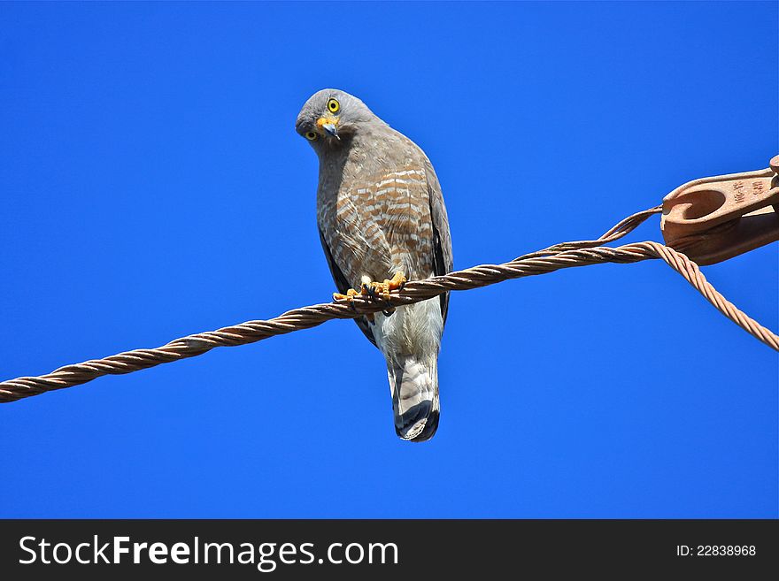 Roadside Hawk (Buteo magnirostris) showing an intense stare while perched on a wire in Belize. Roadside Hawk (Buteo magnirostris) showing an intense stare while perched on a wire in Belize.