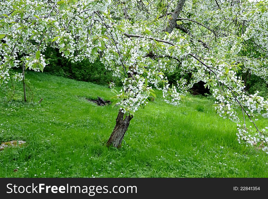 Cherry tree with flowers