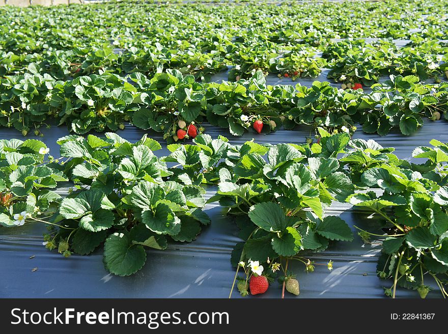 Strawberry field on a sunny day, Dahu Taiwan