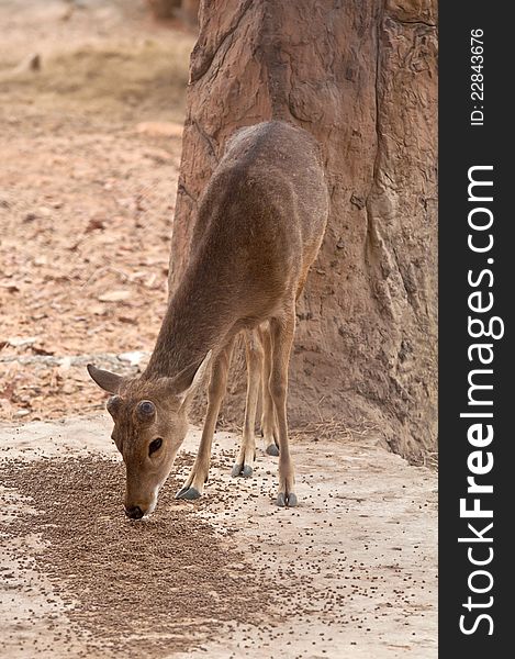 A Burmese Brow-Antlered Deer in Kaosuankwang zoo, Khonkaen, Northeastern Thailand.