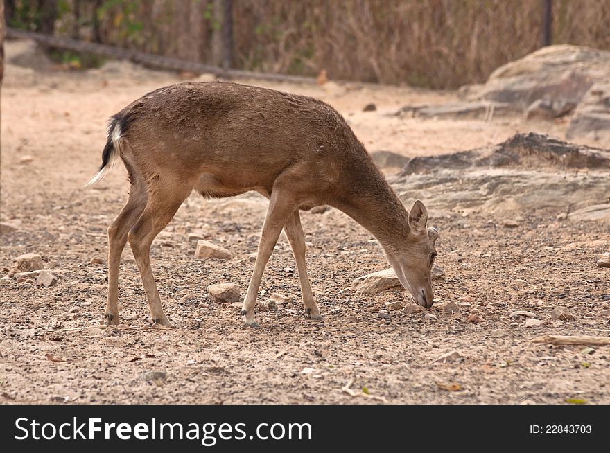 A Burmese Brow-Antlered Deer