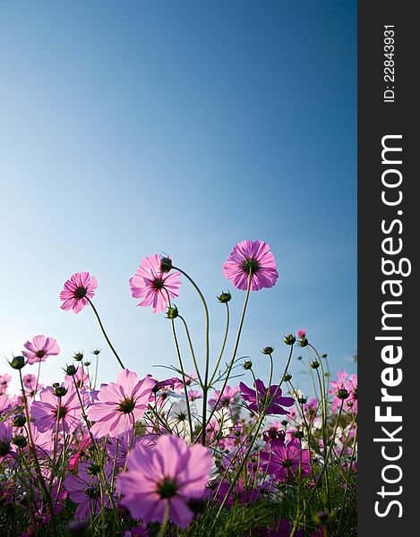 Pink Flowers On Blue Sky Background