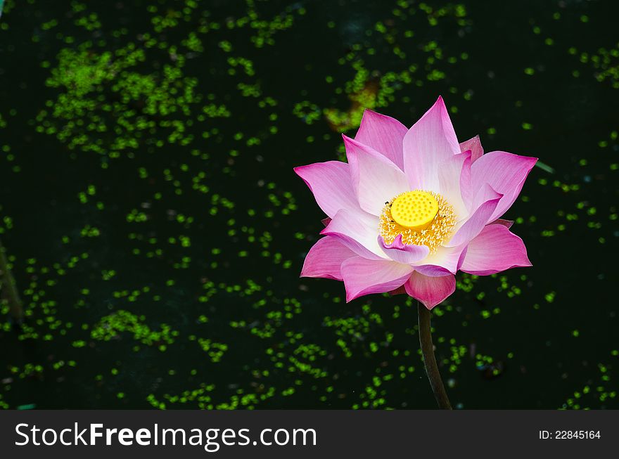 Pink Lotus In The Pond.
