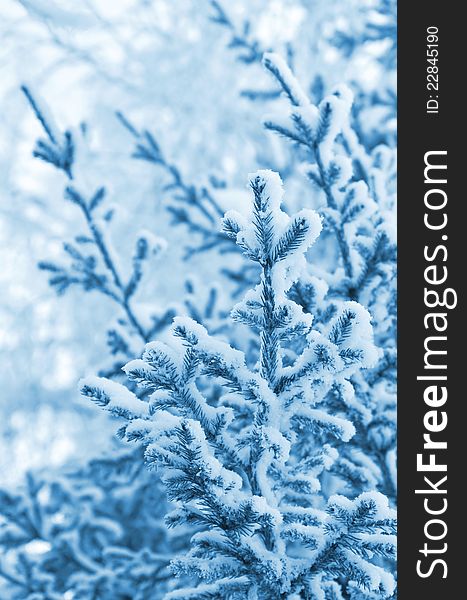 A coniferous tree in hoarfrost and snow. A coniferous tree in hoarfrost and snow