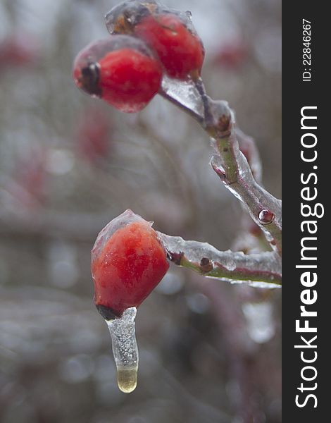 Icy wild rose during winter