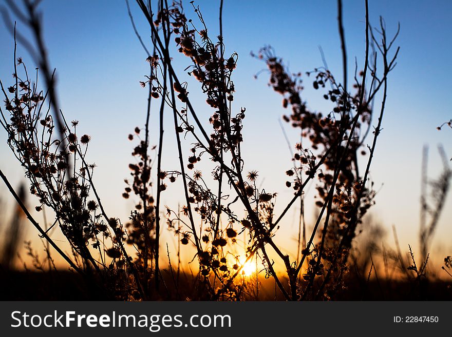 Branches and flowers lit by a warm ray of sunshine. Branches and flowers lit by a warm ray of sunshine