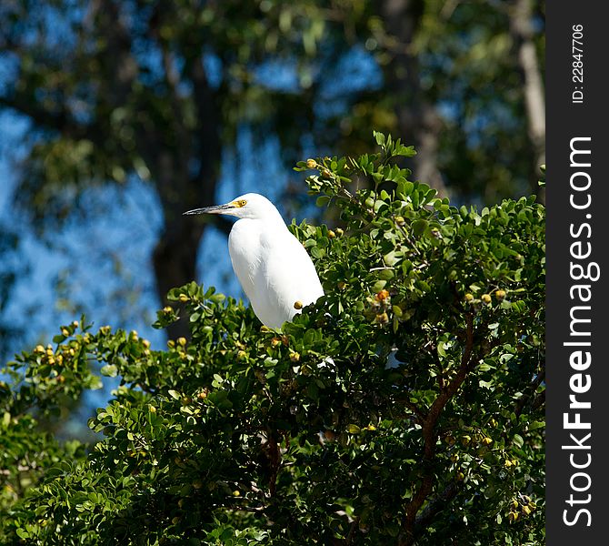 Great white egret