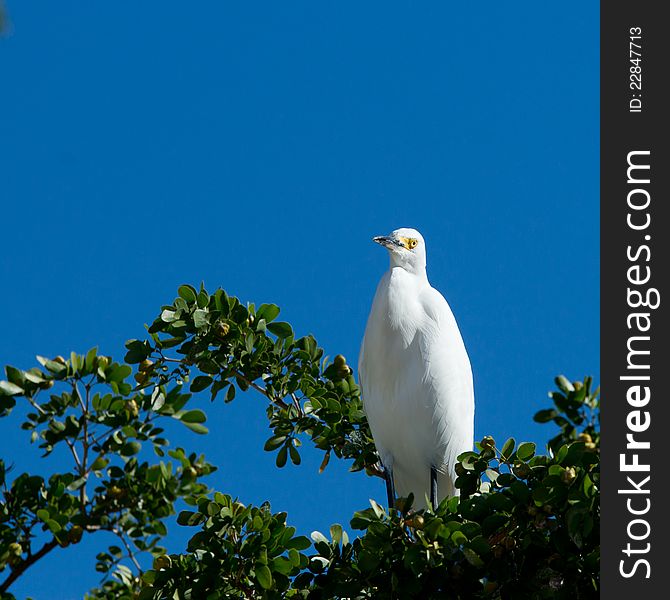 Great White Egret