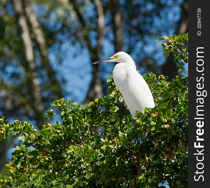 Great white egret in a small tree in a Florida swamp