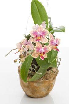 Flower Of Blooming  Phalaenopsis Orchid Royalty Free Stock Images