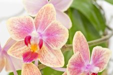 Flower Of Blooming  Phalaenopsis Orchid Stock Image